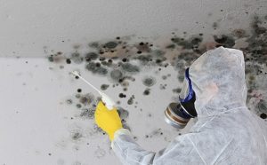 mould removal